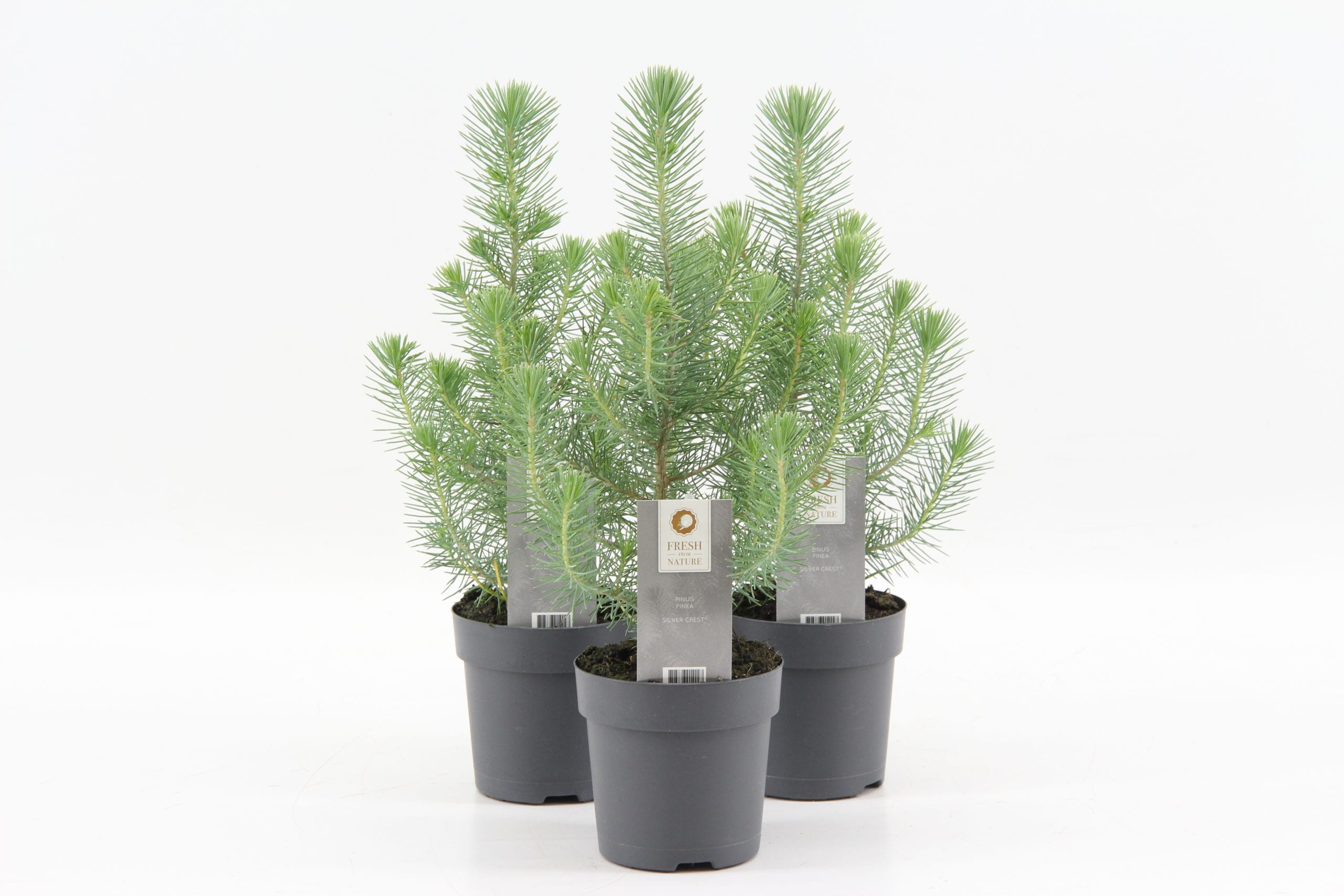 Хвойная 35. Pinus pinea Silver Crest. Сосна Живая «Silvercrest». Мини сосна. Сосна Silvercrest фото.